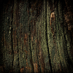 Image showing Trunk and lichen