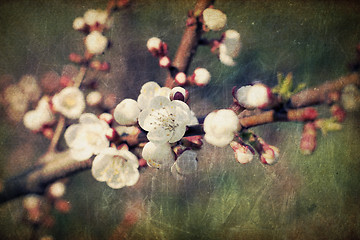 Image showing Vintage sakura flowers blossoms at spring