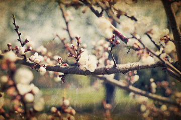 Image showing Retro sakura flowers blossoms at spring