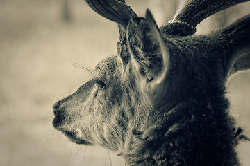 Image showing Deer head, closeup shot. Toned