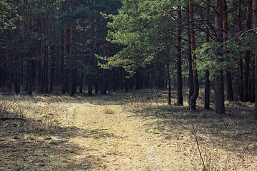 Image showing Path in pine forest. Russia