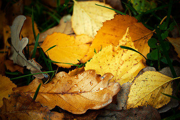 Image showing Autumn fallen leaves with rain drops, closeup shot.