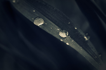 Image showing Water drops on grass blade. Macro shot