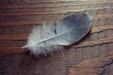 Image showing Feather on wooden texture. Closeup shot