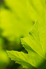 Image showing Green leaf. Abstract nature background