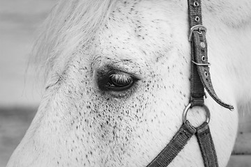 Image showing White horse eye closeup shot. 