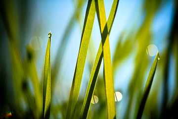 Image showing fresh grass against blue sky