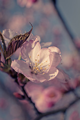 Image showing Sakura flower