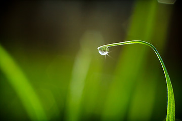 Image showing Fresh grass with dew drops