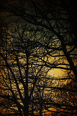 Image showing Spooky trees silhouettes. Vintage background