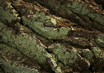 Image showing Old oak bark in sunlit day.