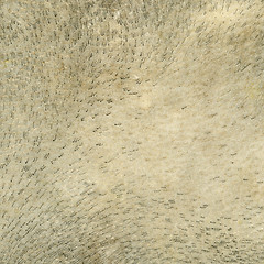 Image showing Ethnic drum leather surface background