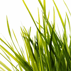 Image showing Green grass