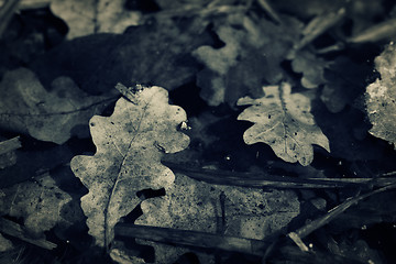 Image showing Oak fallen leaves. Closeup toned shot