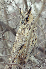 Image showing Owl closeup shot