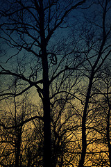 Image showing Silhouette of birch tree with scary branche. Sunset time.