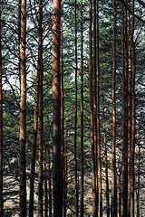 Image showing Pine forest.