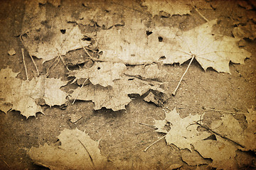 Image showing Vintage autumn fallen leaves
