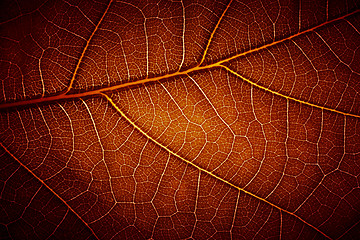 Image showing  leaf vein texture