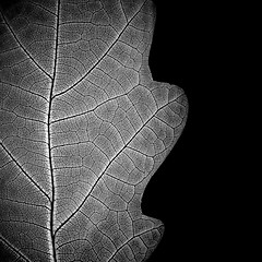 Image showing ?lose-up of leaf veins, monochrome.