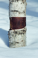 Image showing Birch trunk closeup shot