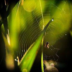 Image showing spider sits in the center of a web waiting for prey