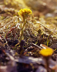 Image showing First coltsfoot flower in spring sunrays.