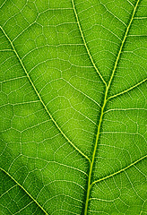 Image showing Green background. Oak leaf texture closeup.