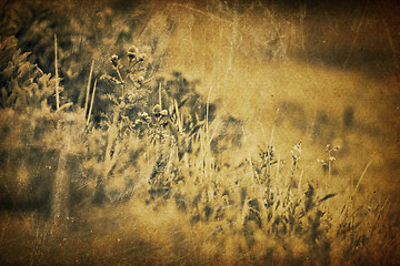 Image showing Spring grass vintage