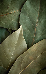 Image showing Dried laurel leaf background