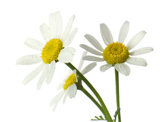 Image showing Chamomile flowers. Isolated on white, closeup.