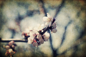 Image showing Retro apple-tree flowers at spring