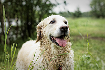 Image showing Golden Retriever, after swimming.