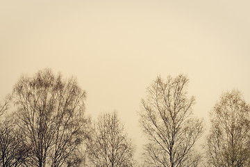 Image showing Tree silhouettes. Retro toned shot