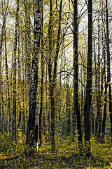 Image showing Birch spring trees in forest