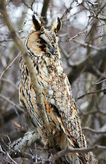 Image showing owl in the spiny branches of hawthorn