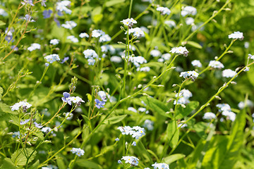 Image showing Blue spring flowers on meadow