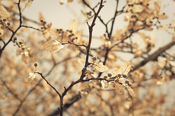 Image showing linden blossom, closeup shot