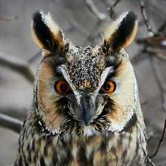 Image showing Screech-owl portrait.