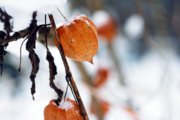 Image showing Hoary physalis