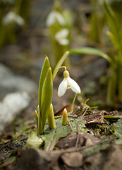 Image showing White snowdrop flower growing from last year's leaf.