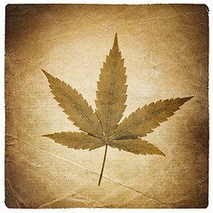 Image showing Cannabis leaf. Vintage background with torn edges. Isolated on w