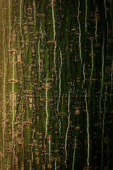 Image showing Spring aspen bark macro shot.