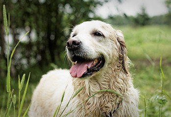 Image showing Golden Retriever, female, eight years old, after swimming.