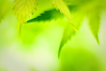 Image showing Cannabis leafs, defocused abstract shot.