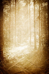 Image showing Sunlight in the forest, vintage background with space for text.