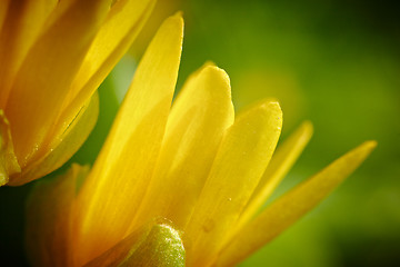 Image showing Yellow spring flower (Potentilla recta) 