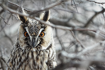 Image showing Owl.