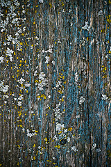 Image showing yellow lichen on a blue painted wood texture