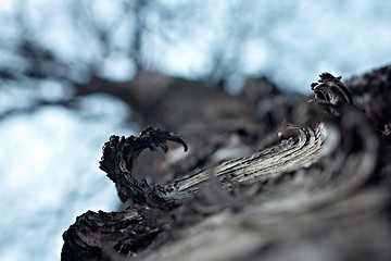 Image showing Birch tree trunk close up. Spring season.